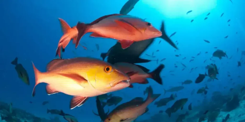 Atualização da lista de peixes e invertebrados ameaçados no Brasil