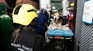 Belo Horizonte ganha nova UPA veterinária e unidade de atendimento até maio