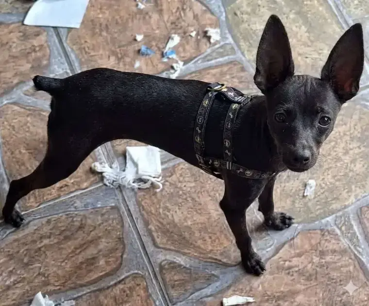 Cachorro Sidnelson desaparece em Itabira e tutores pedem ajuda