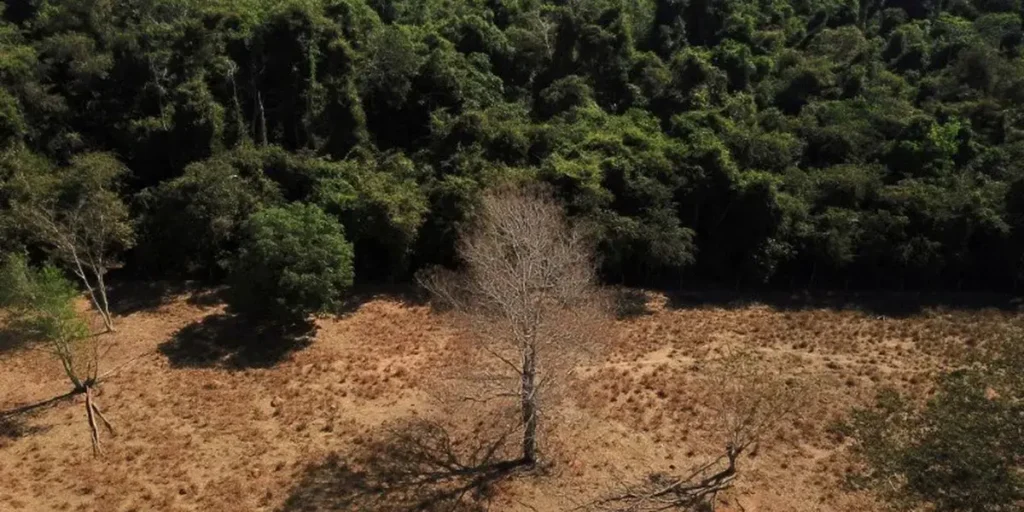 Estudo revela resiliência da Amazônia e refuta teoria da savanização