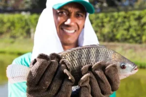 Mesmo com alta produção, Minas Gerais passa a importar tilápia pela primeira vez em quase 30 anos