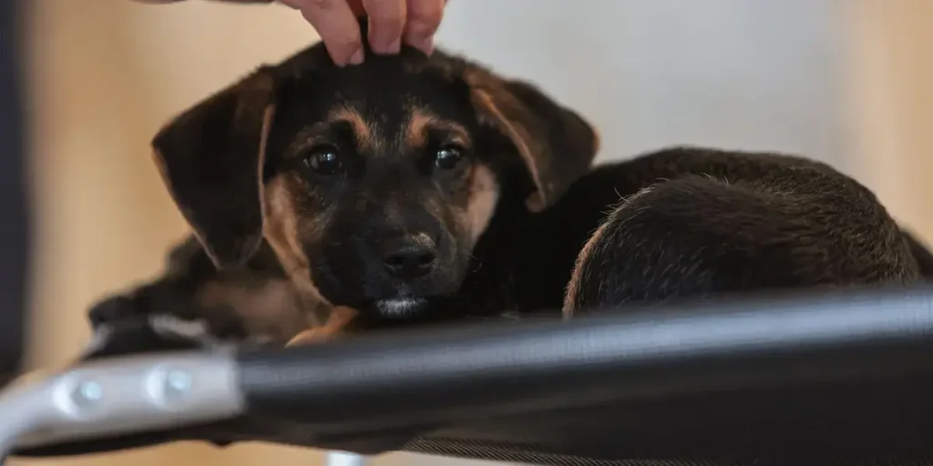Nova Lei Institui Guarda Compartilhada de Pets no Brasil