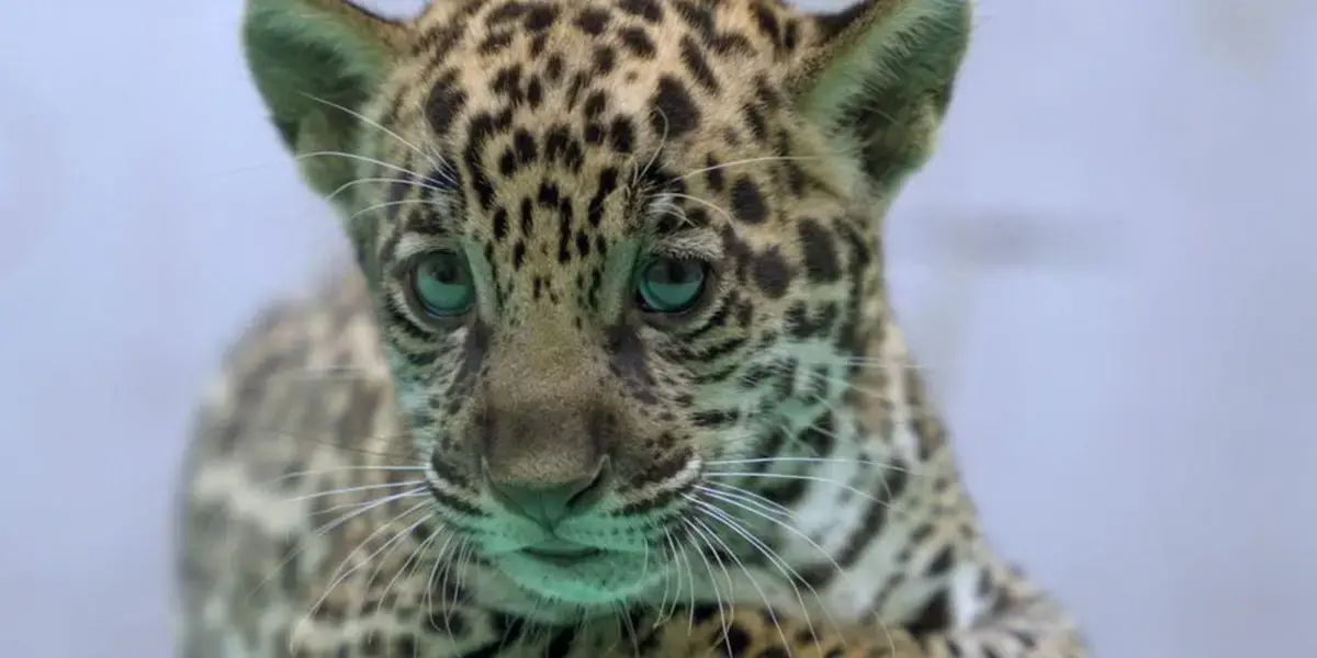 Onça-pintada Xingu, uma nova atração no BioParque Vale Amazônia