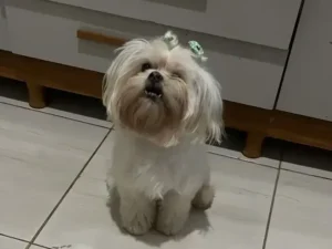 Tutora busca cadela desaparecida no Jardim das Oliveiras, Itabira