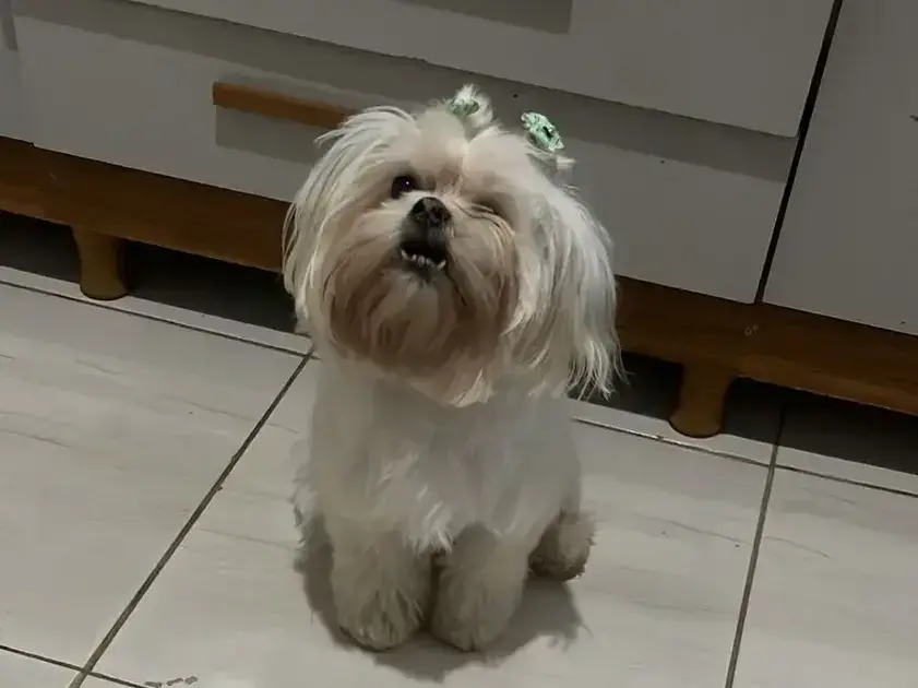 Tutora busca cadela desaparecida no Jardim das Oliveiras, Itabira