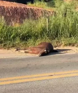 Cavalo ferido na BR-458 alerta para riscos de animais soltos na rodovia