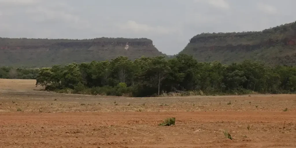 Crescimento de fragmentos de vegetação nativa no Brasil: 260% em 38 anos