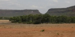 Crescimento de fragmentos de vegetação nativa no Brasil: 260% em 38 anos