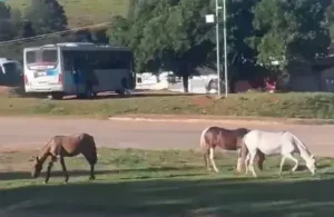 Perigo de animais soltos aumenta na MG-129 em Itabira
