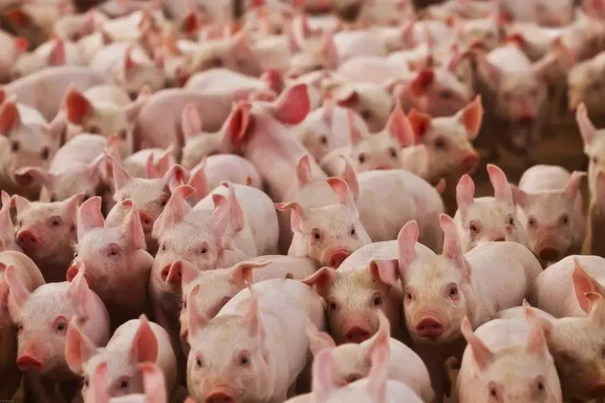 Suinocultura mineira enfrenta prejuízos