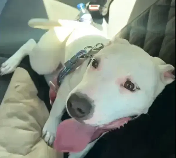 Cadela Locsy é resgatada em Monlevade e já tem novos adotantes em vista