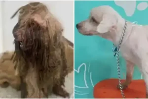 Ceará: Justiça condena ex-tutora a indenizar cão por maus-tratos em ação histórica