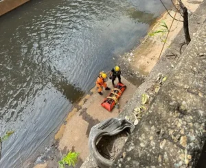 Corpo de Bombeiros resgata potro em Rio Arrudas, Belo Horizonte