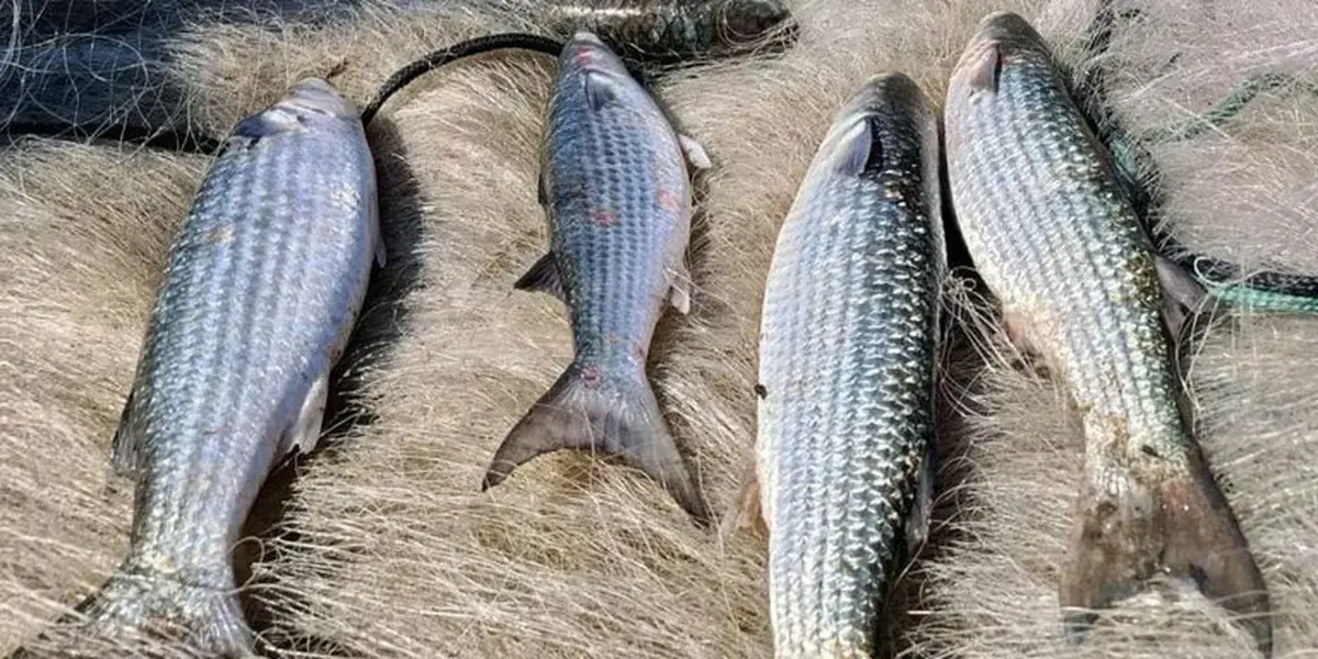 Pesca de tainha em arrasto de praia suspensa devido à cota atingida