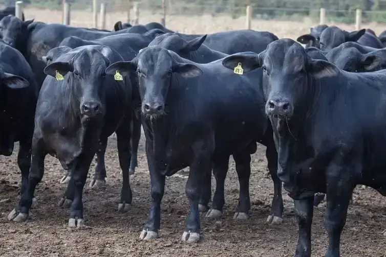 Vacinação contra Brucelose em Minas Gerais: Fase Final de Imunização