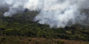 Copernicus revela queda histórica nas emissões de gases por incêndios
