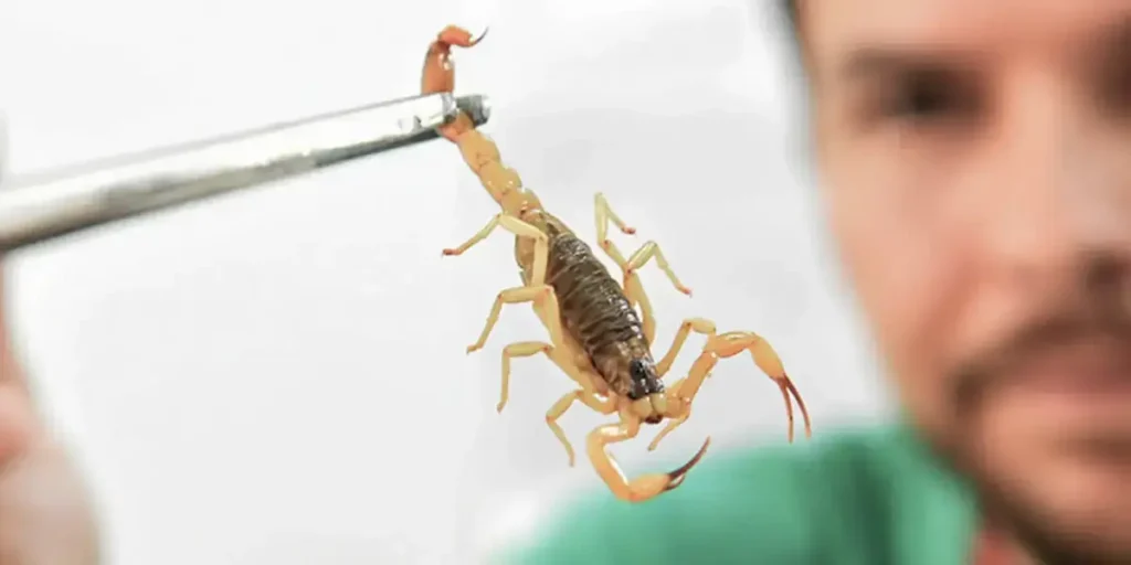 Crianças em risco: cuidados essenciais contra picadas de escorpião