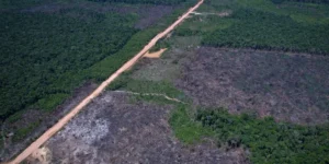 EUA Impõem Tarifas ao Brasil: Redução do Desmatamento na Amazônia em Foco