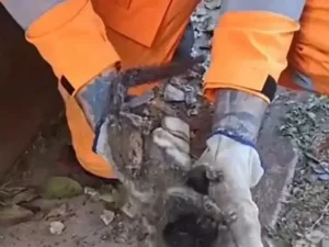 Filhote de mico é resgatado por bombeiros após choque elétrico em Nova Lima