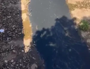 Itabira: Secretária de Meio Ambiente investiga substância estranha no Canal da Praia