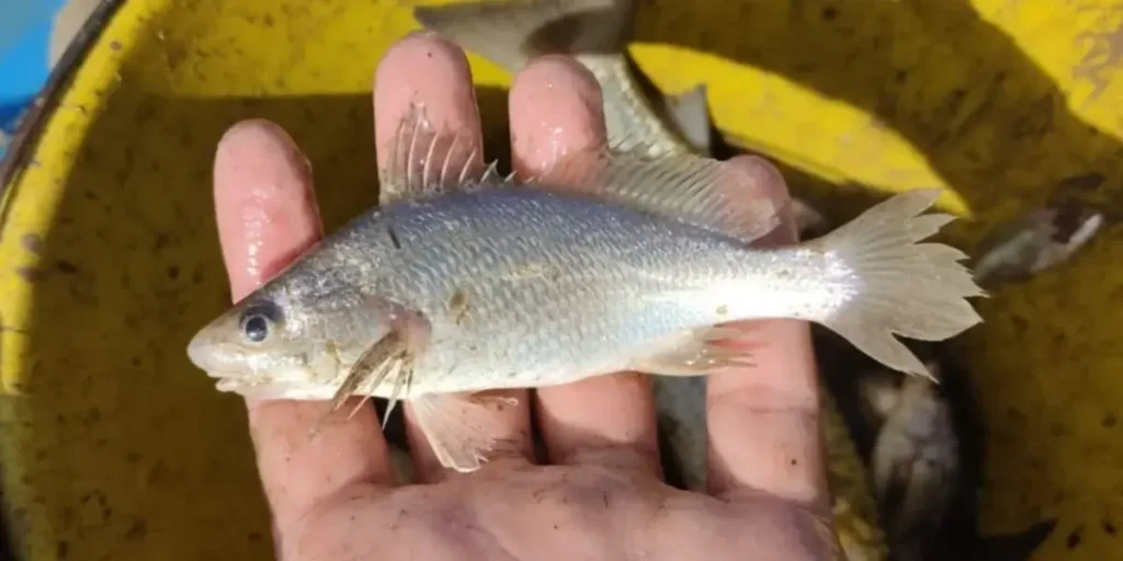Estudo revela taxas alarmantes de deformações em peixes capixabas