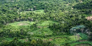 Indígenas da Amazônia catalogam espécies para resguardar biodiversidade
