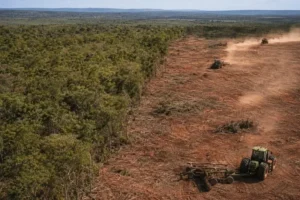 Operação investiga desmatamento do Norte Operação investiga desmatamento do Norte