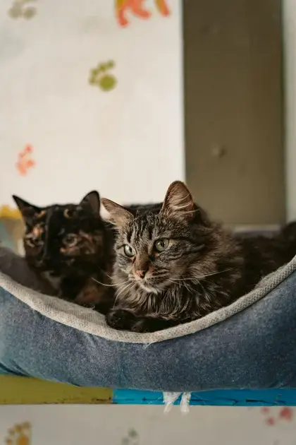 Voluntariado em ilha grega: cuide de gatos e ganhe hospedagem