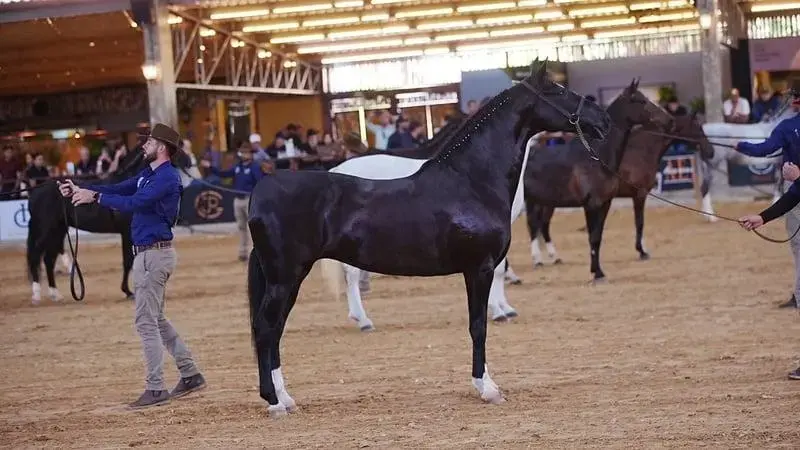 24ª Exposição Brasileira do Cavalo Mangalarga encanta em Varginha