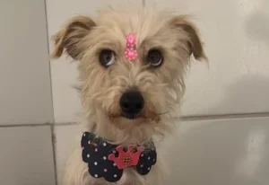 Cadela Mabel resgatada em Itabira passa por tratamento e busca adoção