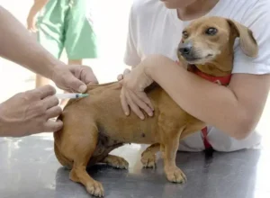 Itabira promove repescagem da vacinação antirrábica neste sábado