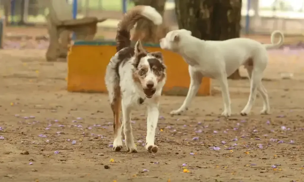 Itabira registra 115 intervenções em 4 meses para apreensão de animais Itabira registra 115 intervenções em 4 meses para apreensão de animais