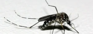 Aedes aegypti: Quase 50% dos Municípios em Alerta ou Risco de Infestação