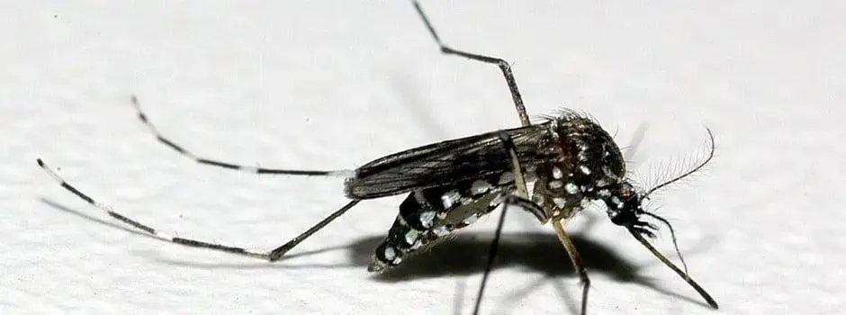 Aedes aegypti: Quase 50% dos Municípios em Alerta ou Risco de Infestação