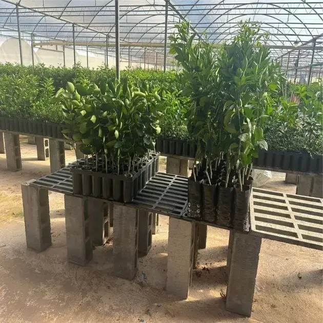 Compra coletiva permite acesso facilitado a mudas frutíferas em Itabira Compra coletiva permite acesso facilitado a mudas frutíferas em Itabira