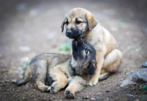 Disputa judicial por guarda de cão gera custos de R$ 15 mil em honorários