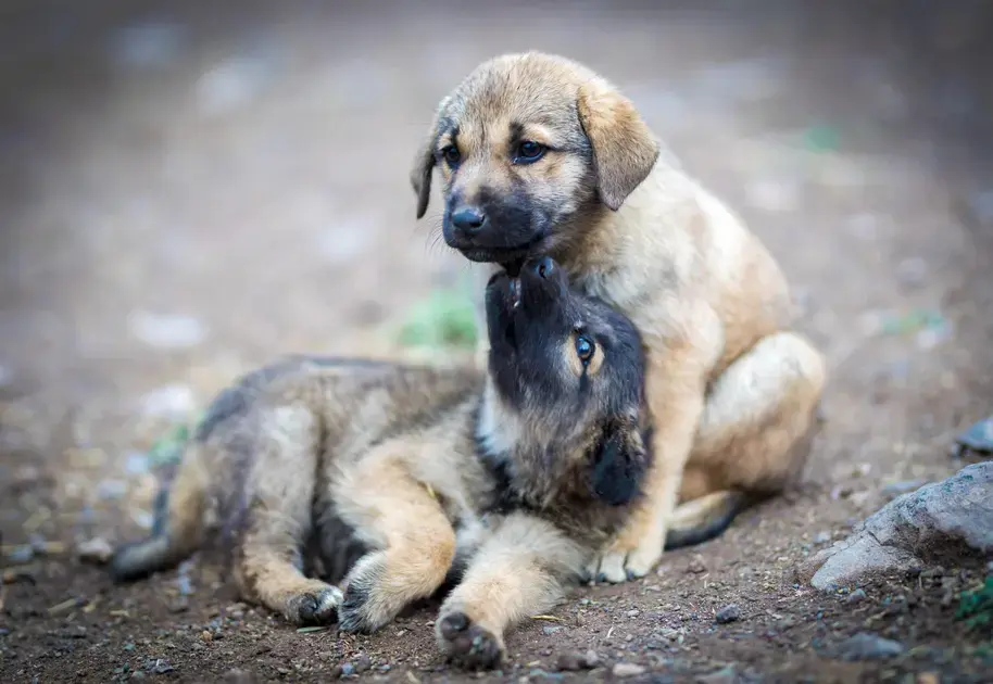 Disputa judicial por guarda de cão gera custos de R$ 15 mil em honorários