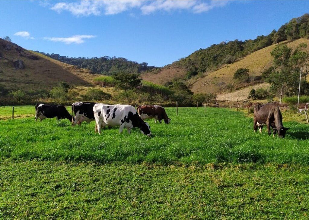 Emater-MG orienta pecuaristas com cartilha sobre construção de cercas elétricas para manejo do rebanho