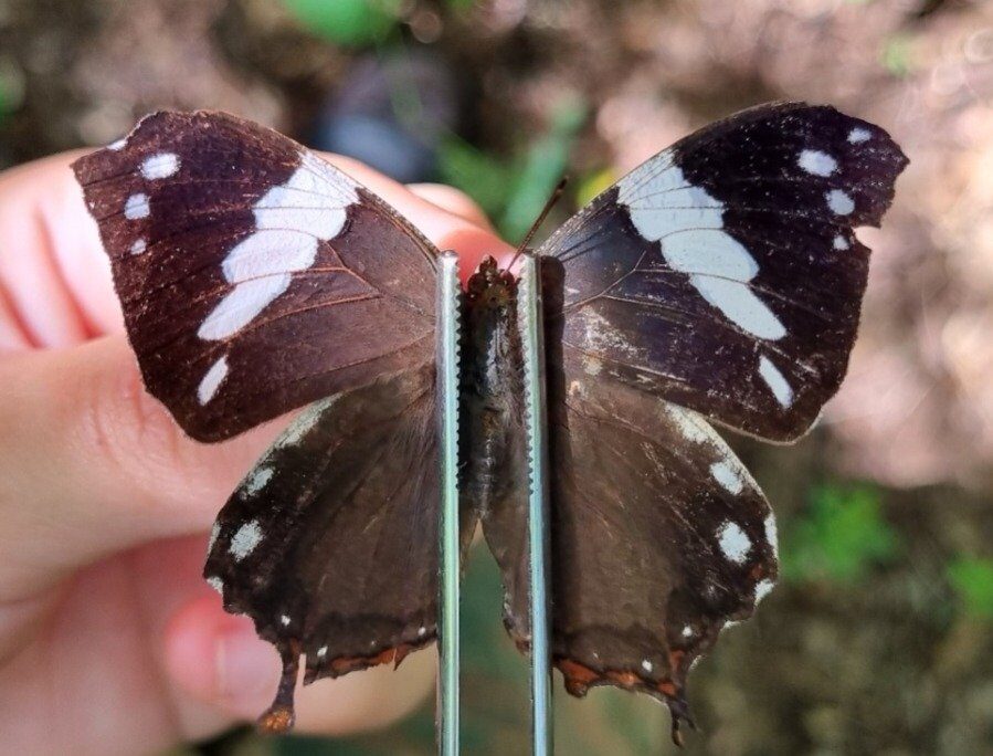Estudos identificam diversidade de borboletas e mariposas no Norte do Espinhaço