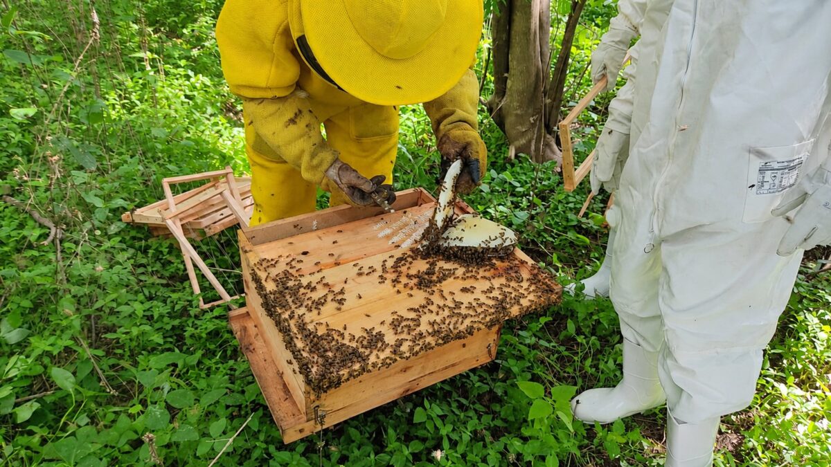 Fucam e IEL unem esforços pelo desenvolvimento da apicultura e geração de renda em Minas