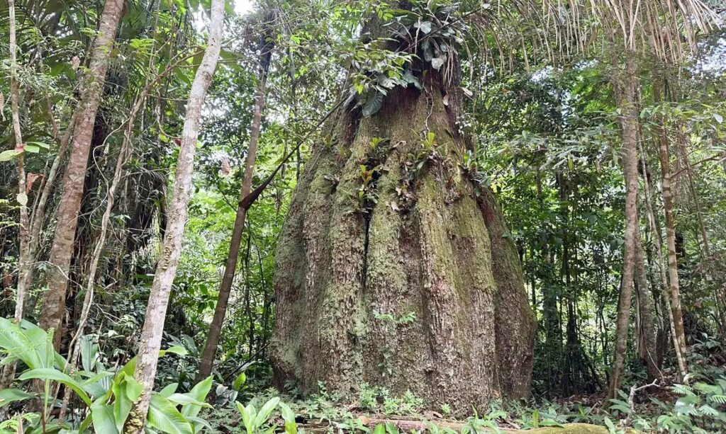 Lista das espécies da flora ameaçadas de extinção é atualizada