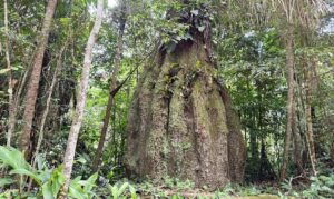 Lista das espécies da flora ameaçadas de extinção é atualizada