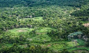 Plataforma pan-amazônica reúne 232 políticas públicas para bioeconomia