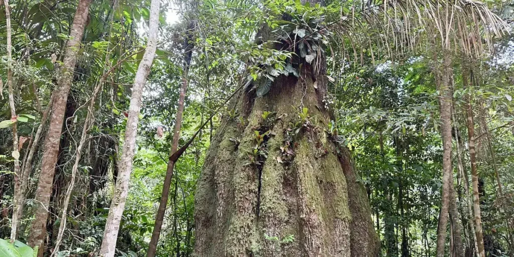Sete em cada dez parlamentares terão postura contrária à agenda ambiental