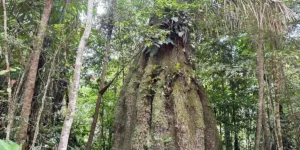 Sete em cada dez parlamentares terão postura contrária à agenda ambiental