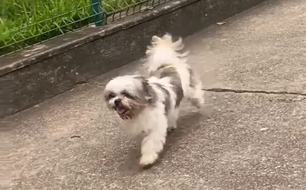 Shih Tzu encontrado no bairro Esplanada da Estação aguarda identificação do tutor em Itabira